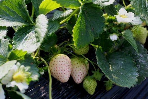 white strawberry plant