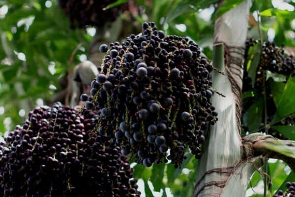 acai palm tree