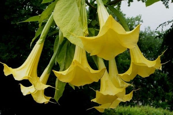 Angel's trumpet flowers