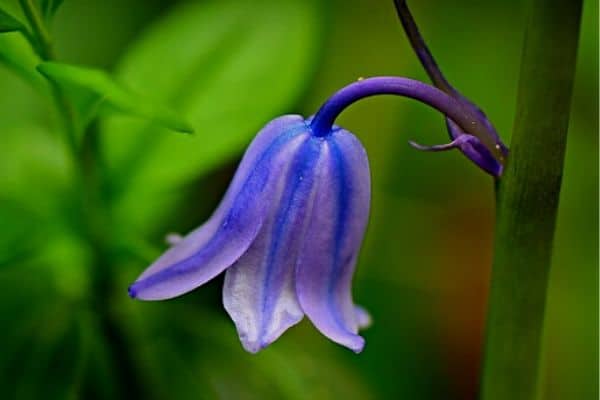 bluebell