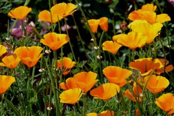 Orange perennial flowers