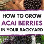 Growing acai berries