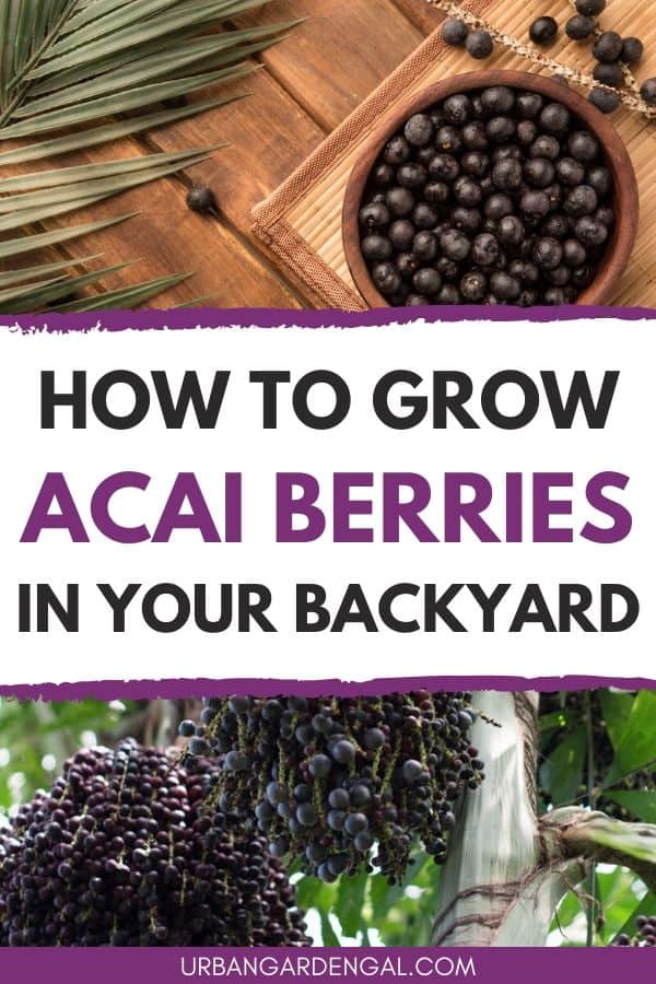 How to grow acai berries