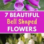 Beautiful bell shaped flowers