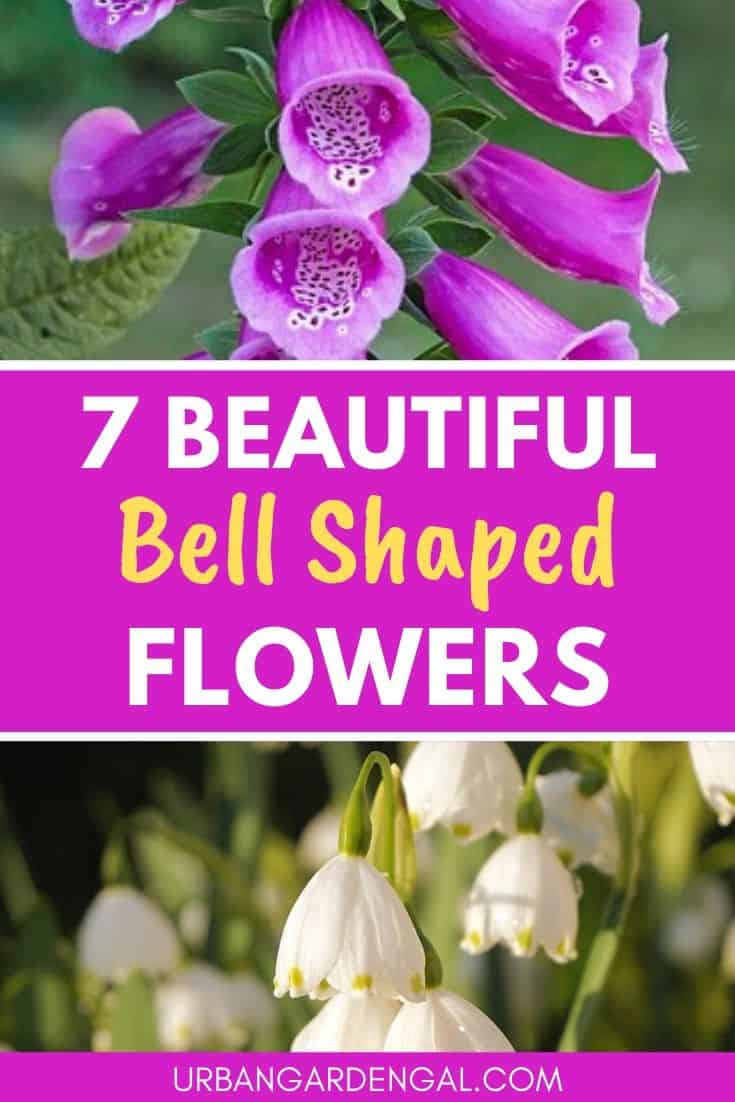 Best bell shaped flowers