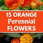 orange perennials