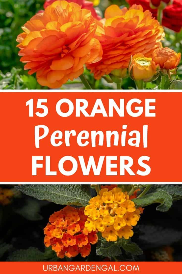 best orange perennial flowers