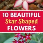 Gorgeous star-shaped flowers