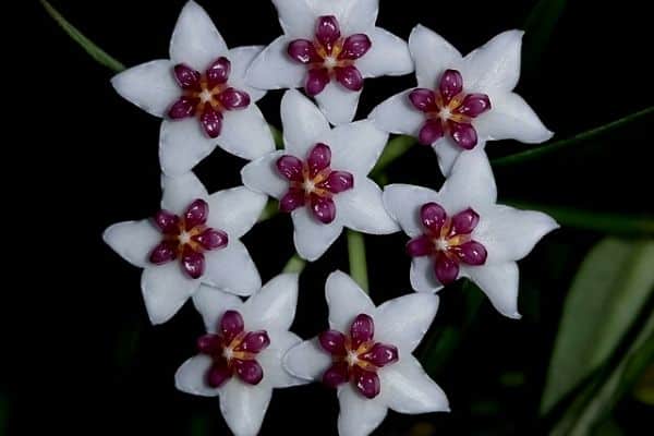 Star shaped flowers
