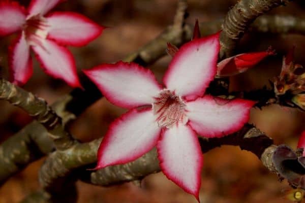 Impala lily