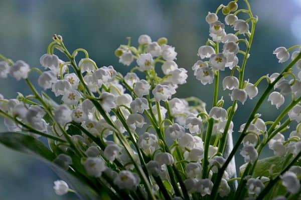 lily of the valley flowers