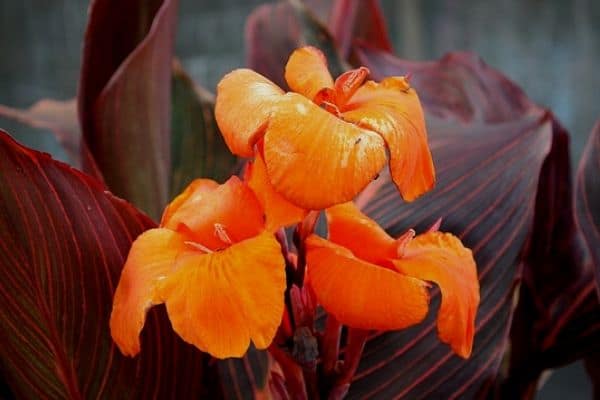 orange canna lily