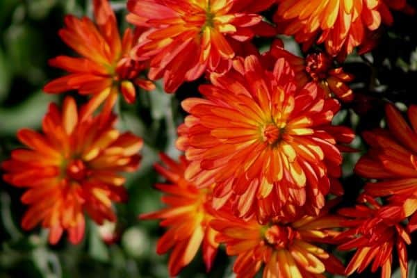 orange chrysanthemum flowers