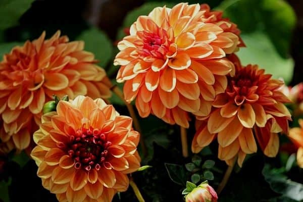 Orange perennial flowers