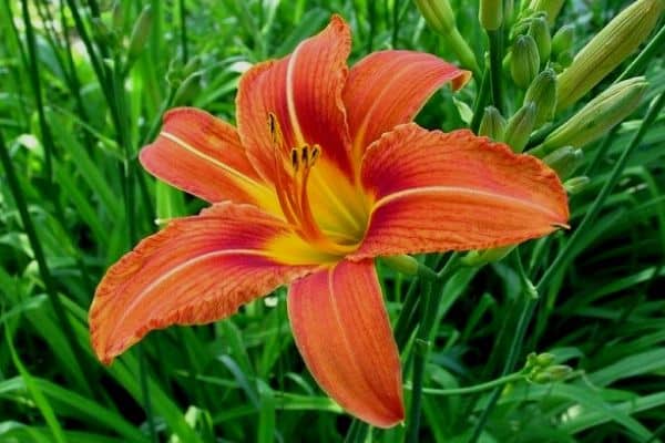 orange daylily flower
