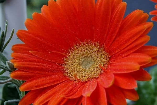 orange gerbera daisy