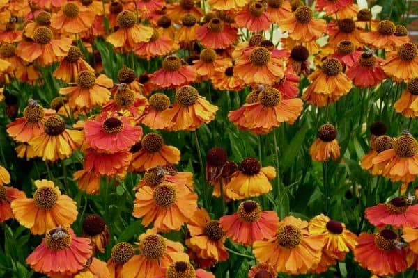 helenium flowers