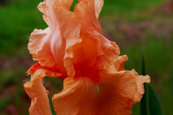 orange iris