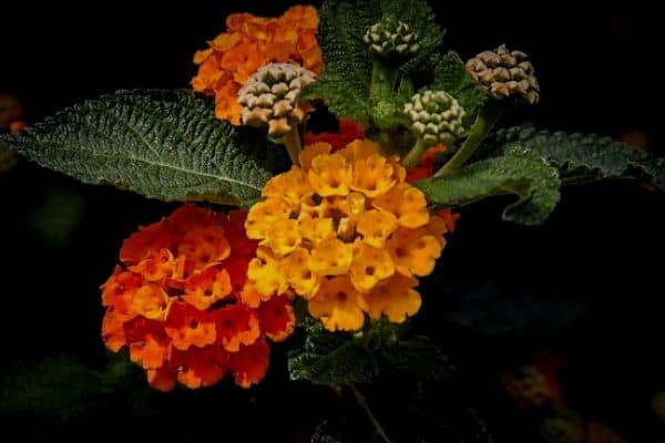 orange lantana blooms