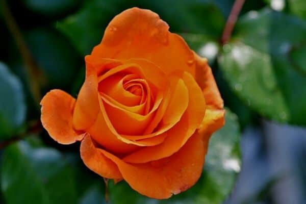 orange rose