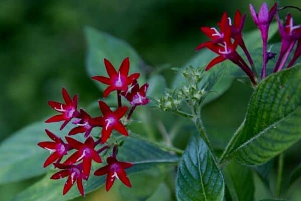 Pentas star shaped flowers