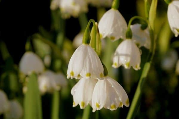 snowdrop flowers