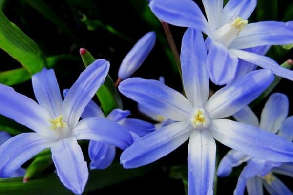 Blue star hyacinth