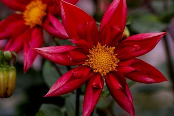 Fleur de dahlia
