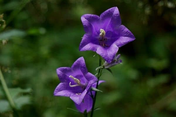 Star flowers