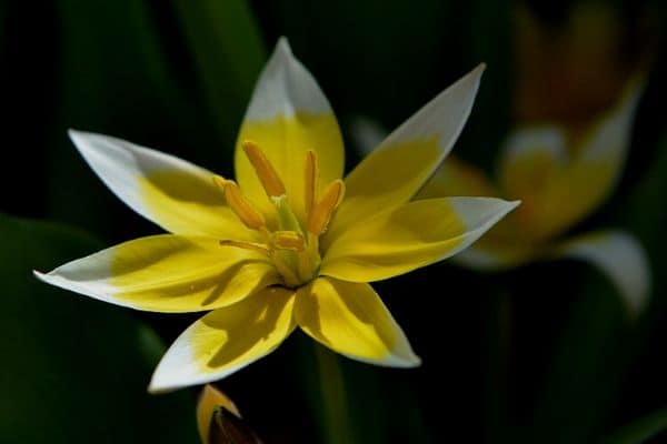 Star tulip flower