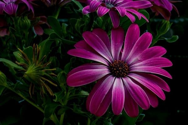 african daisy