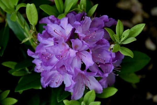 purple flowering bushes