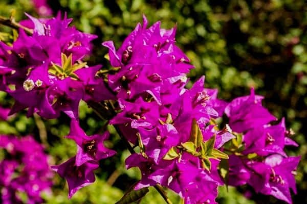 purple bougainvillea plant