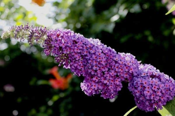 butterfly bush