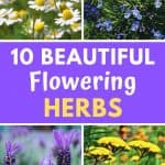Flowering herbs