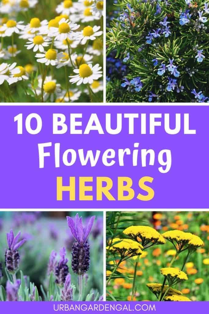 Beautiful flowering herbs