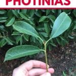 Propagating photinias