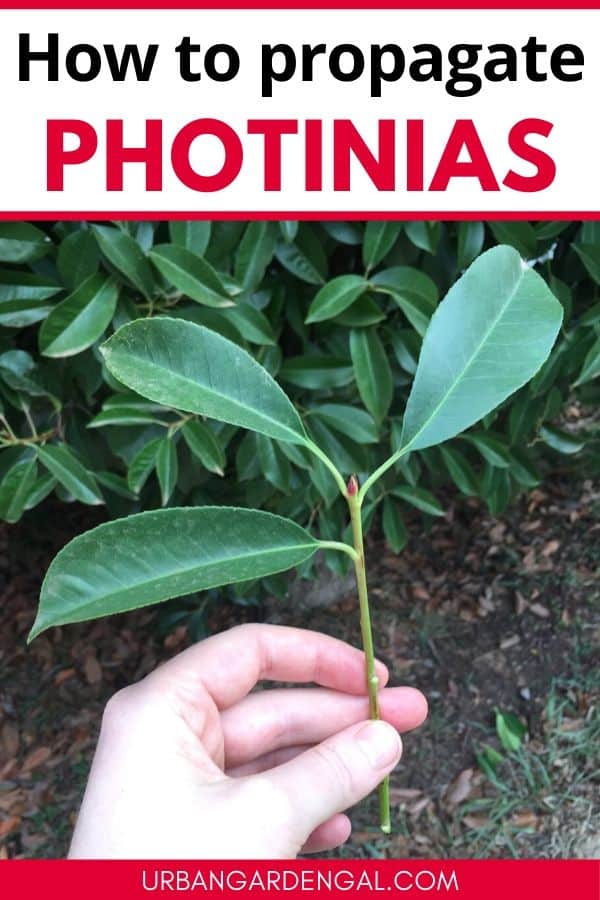 どのようにphotinia植物を伝播するには