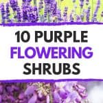 Beautiful shrubs with purple flowers