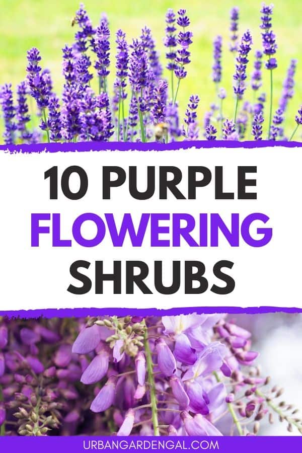 10 purple flowering shrubs