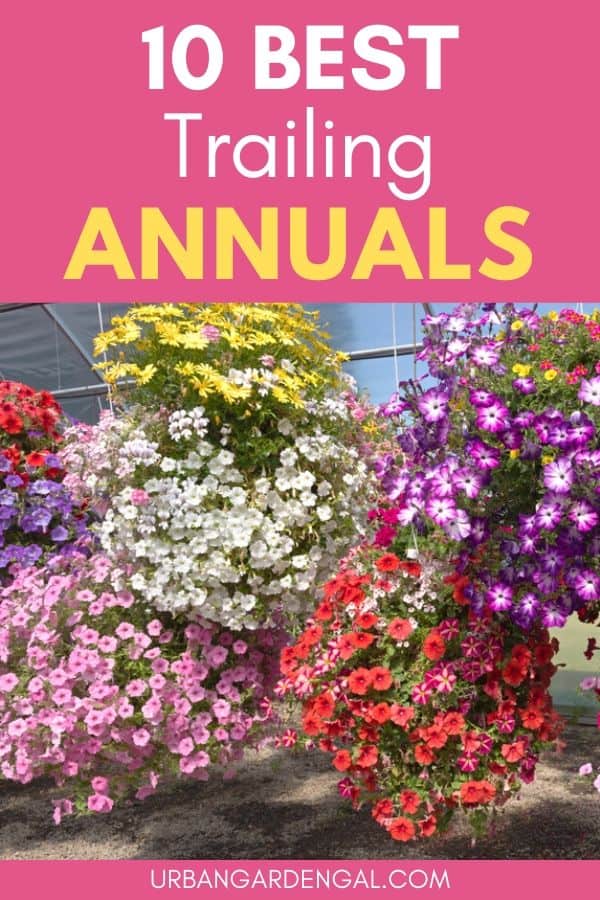 best trailing annuals