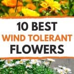 Wind tolerant flowers