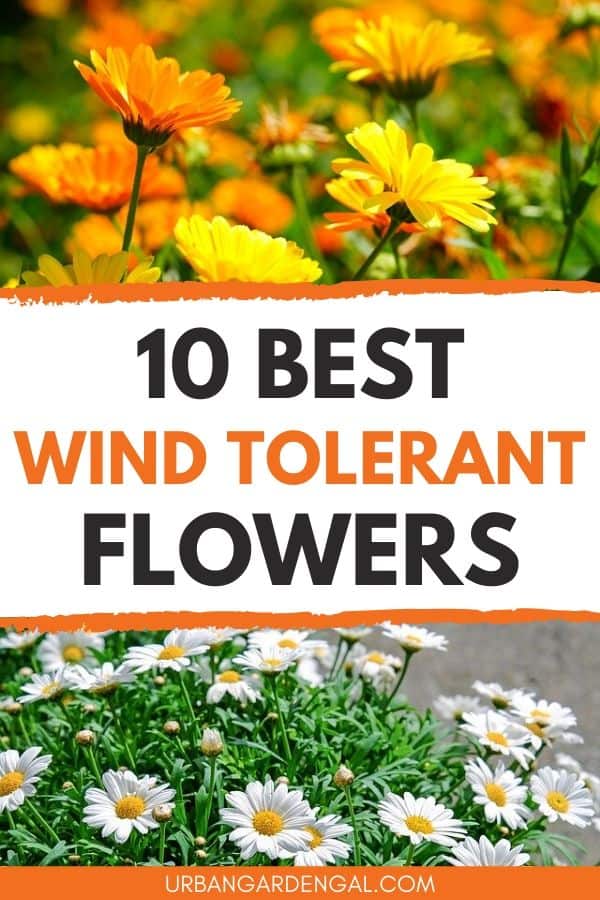 Wind tolerant flowers