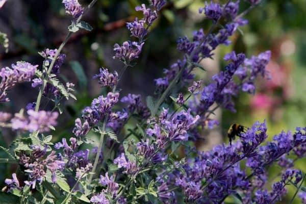 purple flowering herbs
