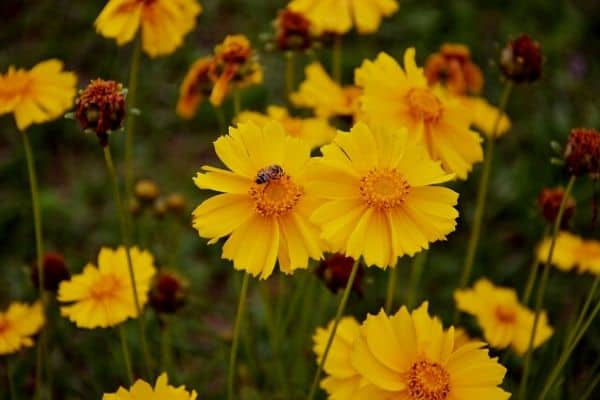 Windy flower garden