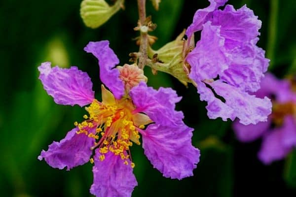 purple crepe myrtle flowers