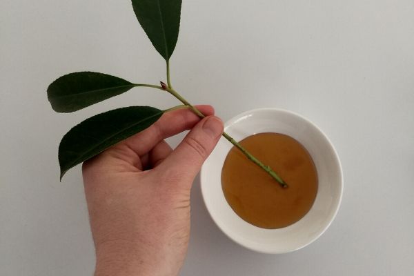 using honey to propagate plants