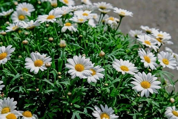 Daisy flowers