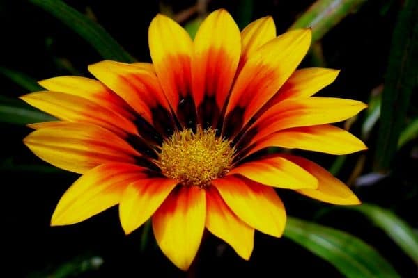 gazania flower