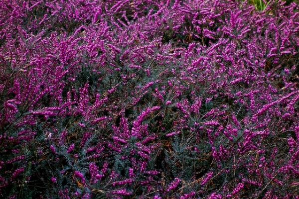 Heather shrubs